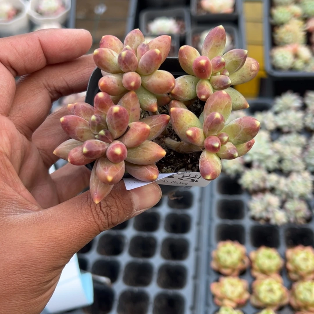 335号四头千代田之松一物一拍满18包邮