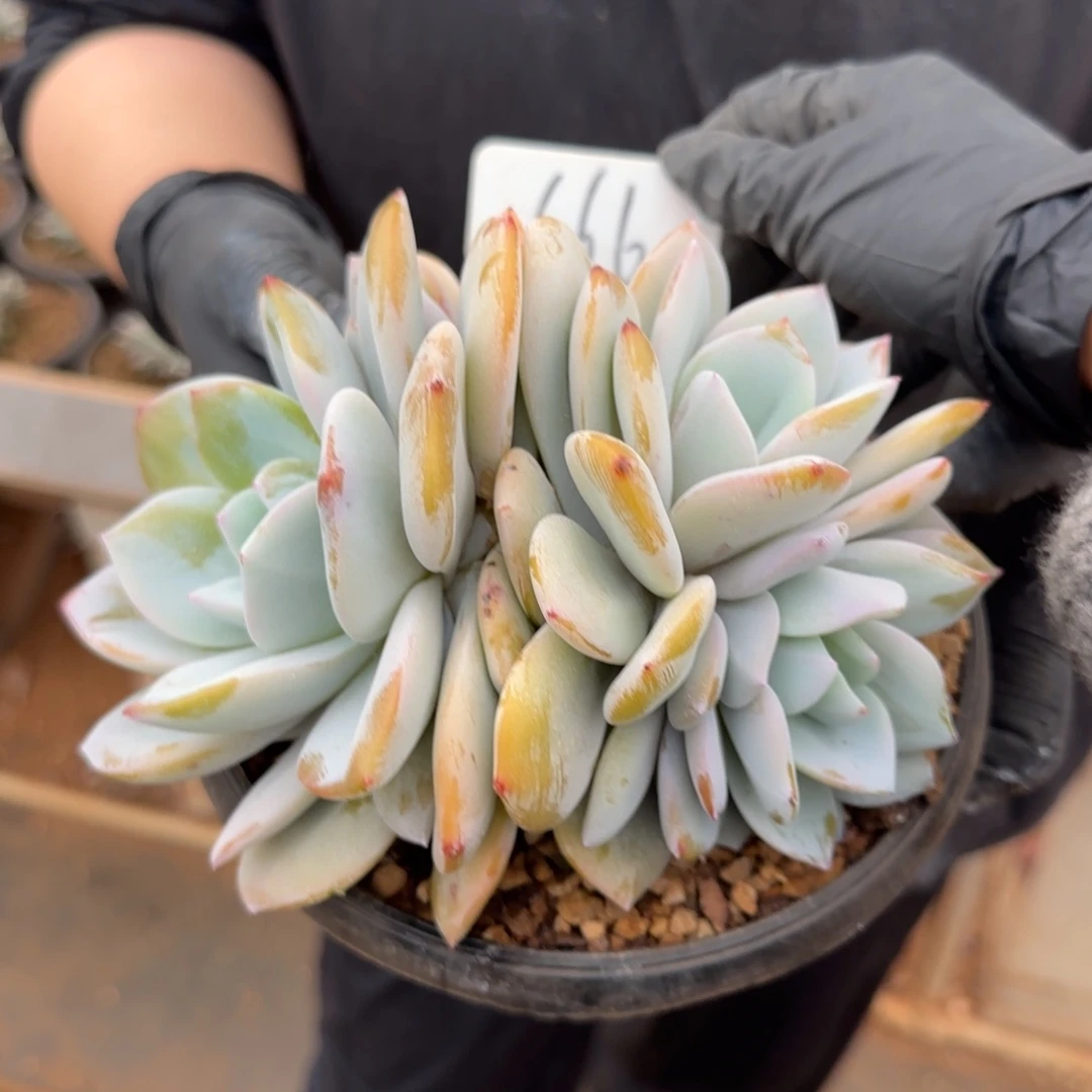 随***情666。       奶茶双头