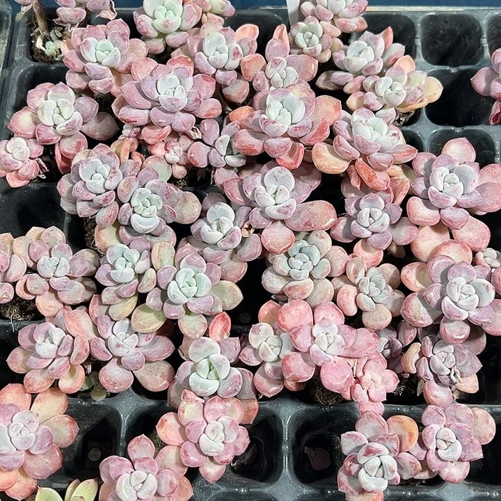 花斑鹿 满10颗包邮