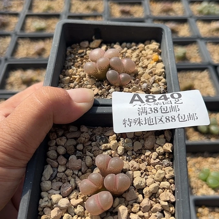 N***i无花朵840号风铃2个