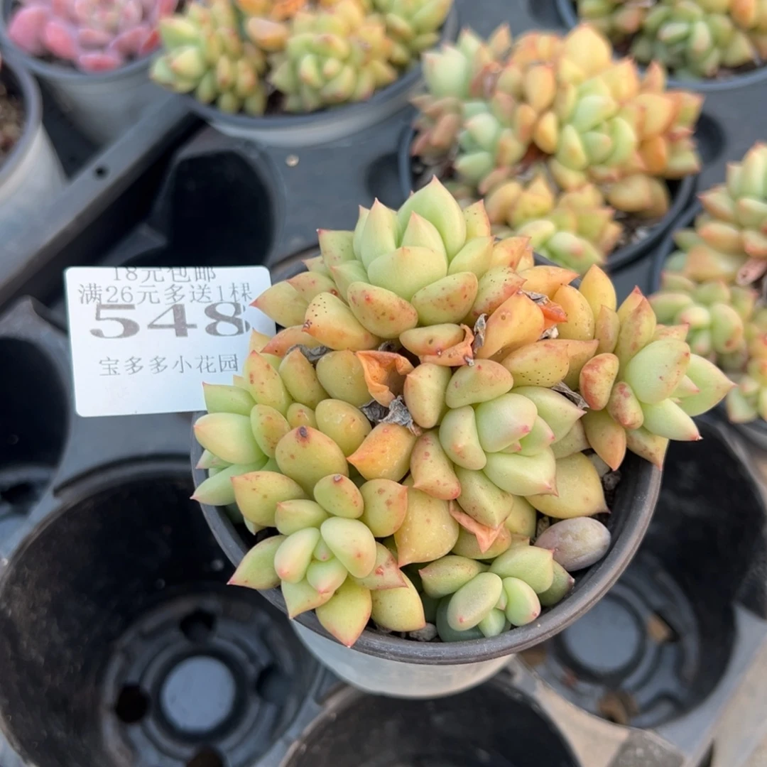 548号黄金象牙群一物一拍满18包邮