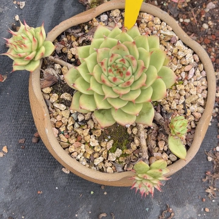 012 00008885555555555