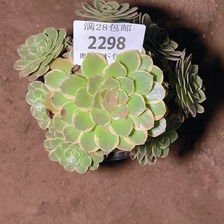 2298粉花妖多肉植物