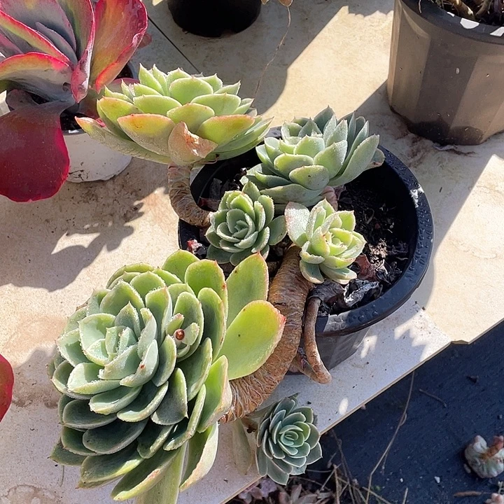 蓝***影星娜塔多肉植物群