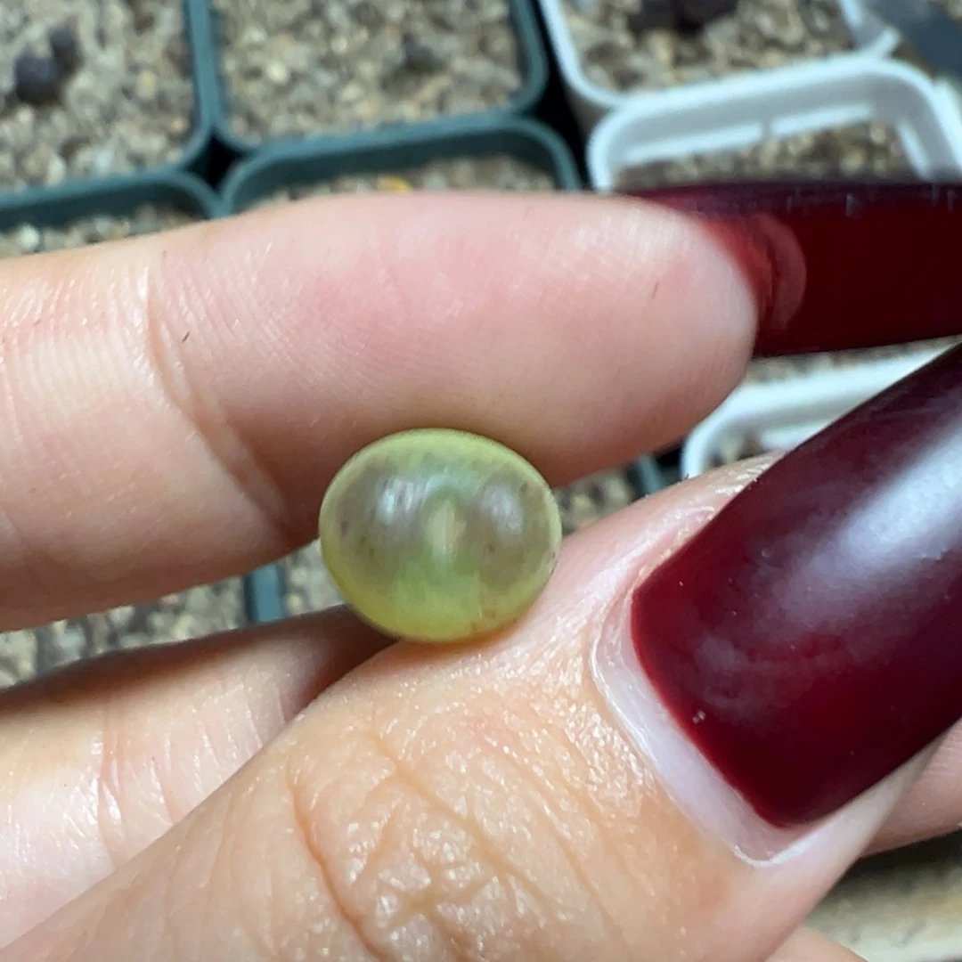 奶黄体红纹果冻感草莓慕斯杂