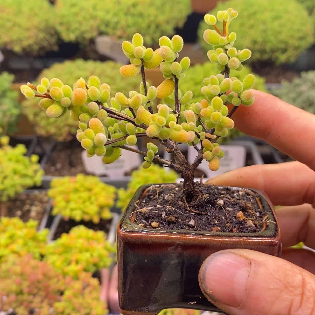 无花朵293翡翠。