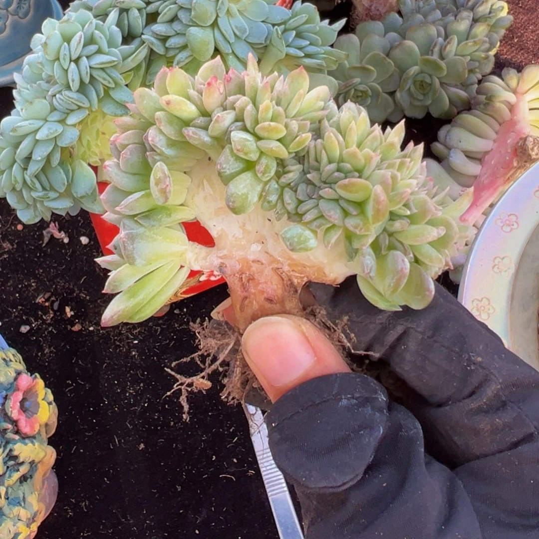 草莓冰沙琥珀缀化