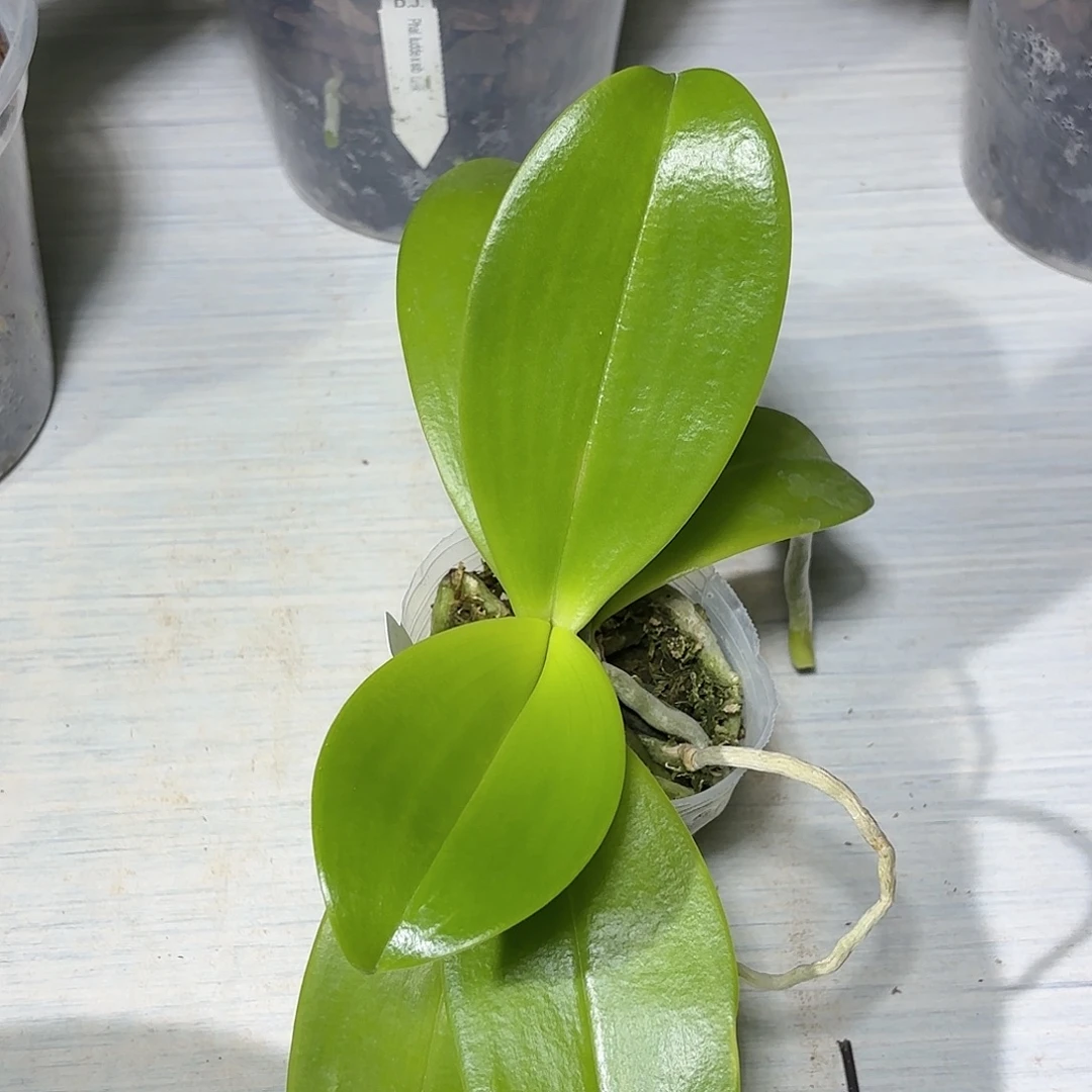 y***u当前无花栽培后可以开花EQ狗