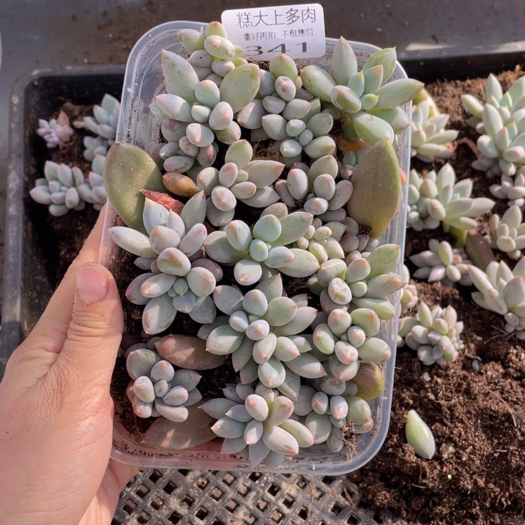 糕大上多肉植物341