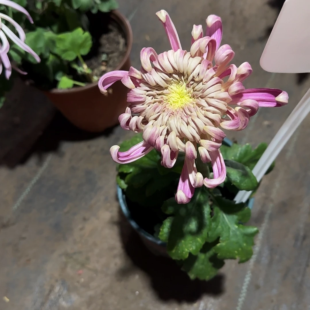 无花朵圣者独本一颗