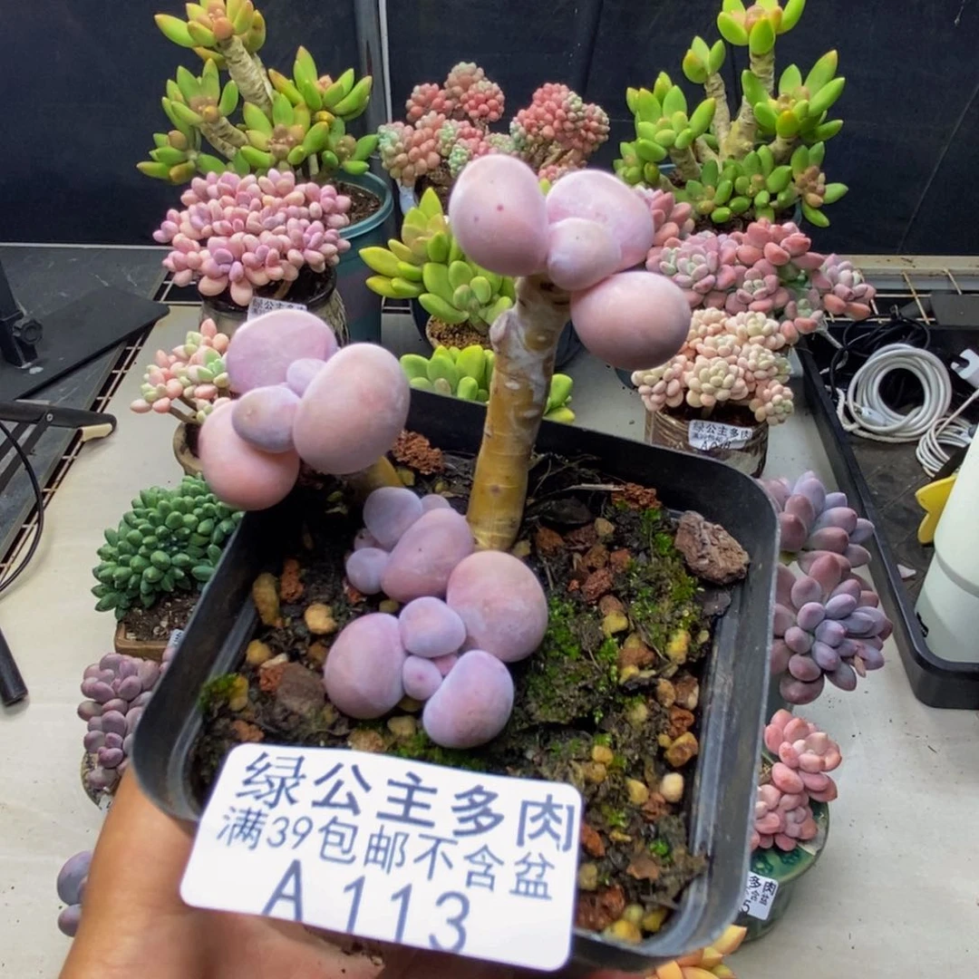 113橙奶多肉肉4c m