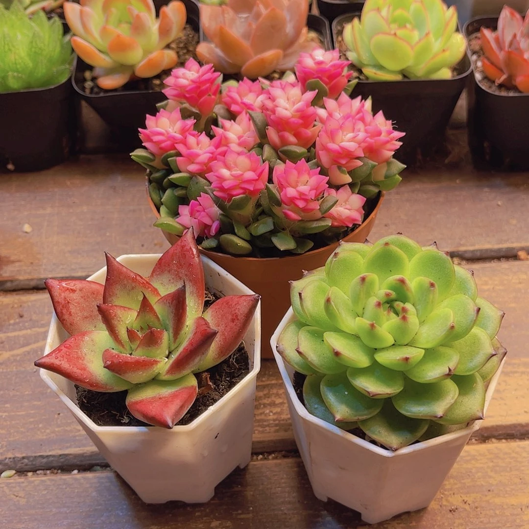 吹雪 罗卡 月亮石