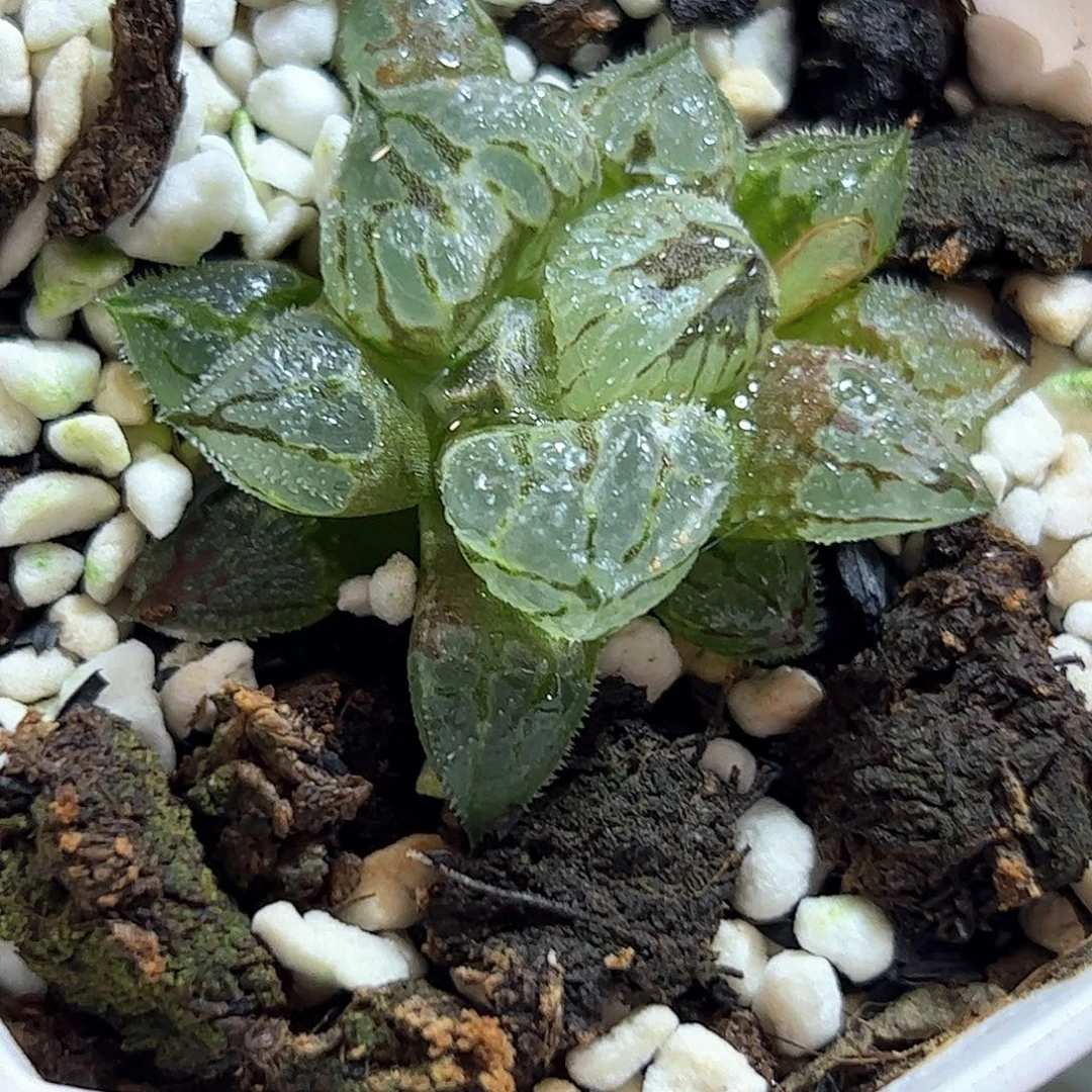 冰魁十二卷多肉植物满