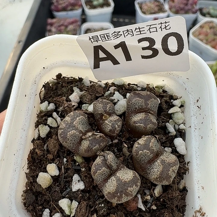 130多肉植物多肉植物