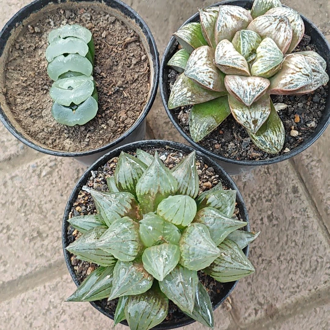 三颗多肉植物原盆土