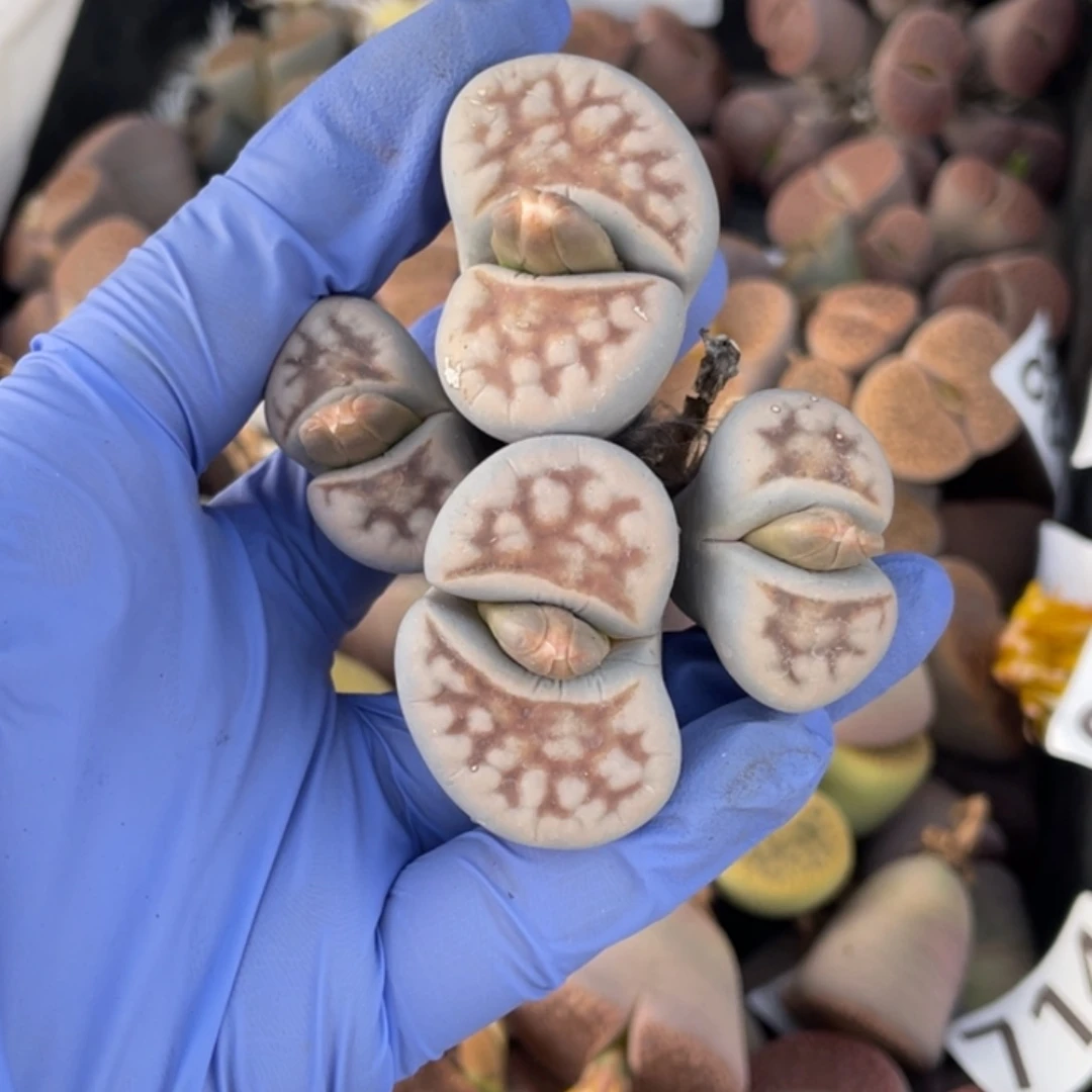 非偏远满20包邮700