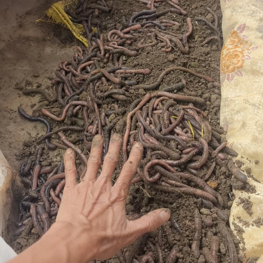 【安徽专拍1斤装】中大号蚯蚓活体（高温天气可能导致正常损耗5%）