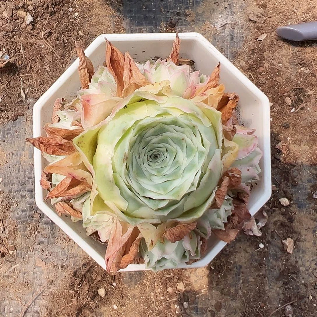 山地玫瑰锦秋夕6月9日684号