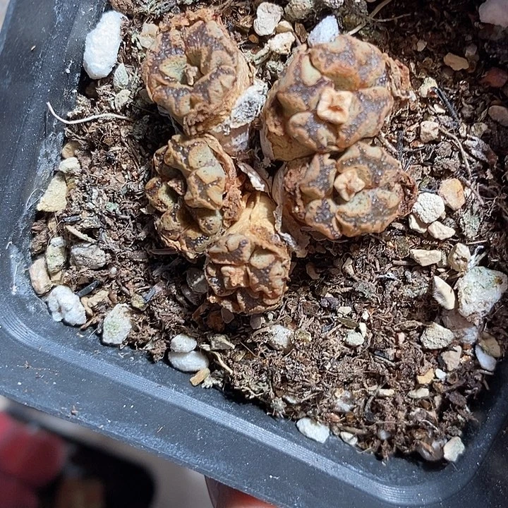 10315。  勋章。 纹路好。