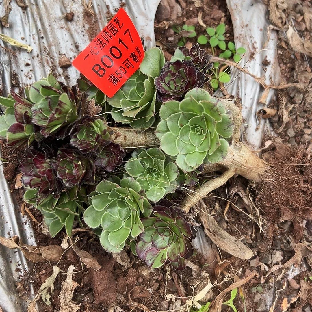 0017多肉植物水墨丹青