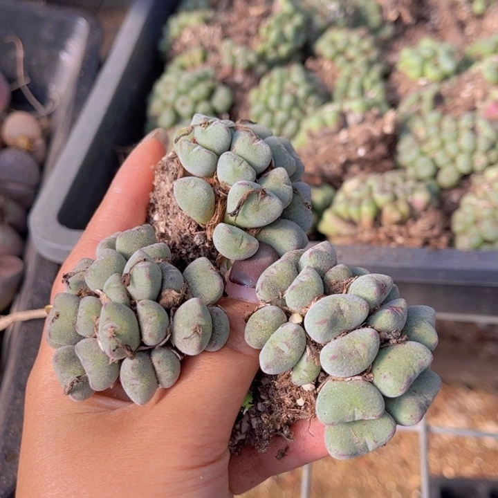 三颗口迪8888888888888