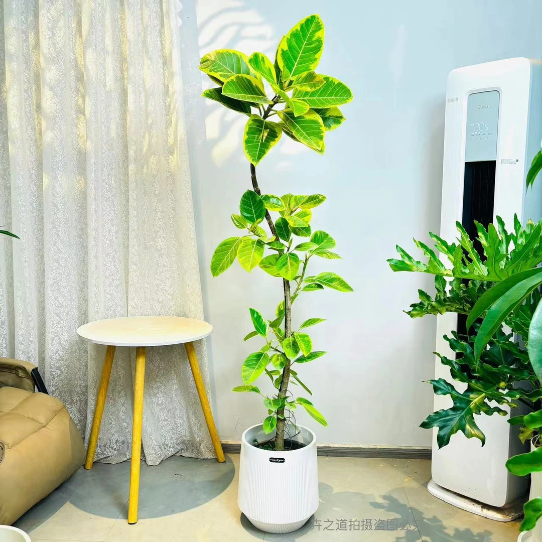 黄金榕（小单杆）网红绿植室内盆栽办公室植物阳台绿植