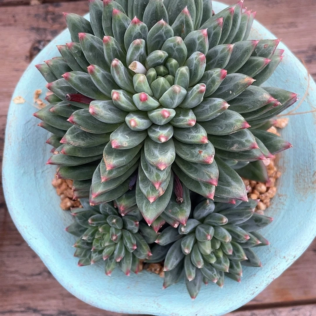 多肉植物一物一拍