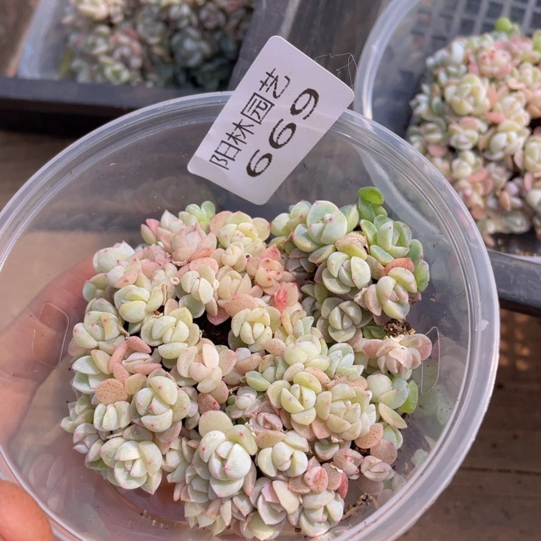 量拍多肉植物多肉植物669