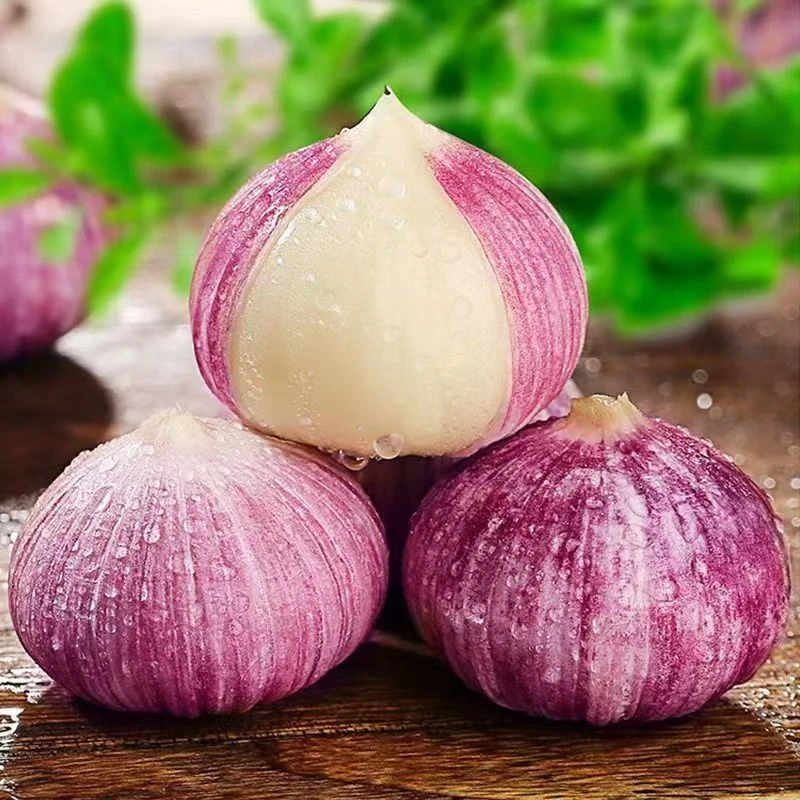 正宗紫皮独头大蒜新鲜现挖香辣饱满可用于腊八蒜调味