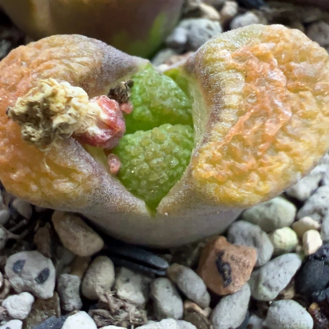 花****?超级蛋糕多肉