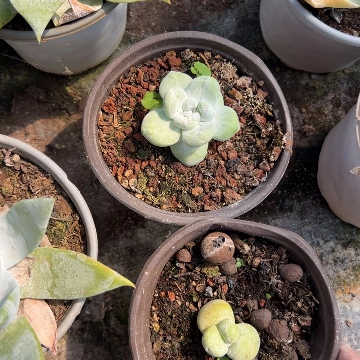 两颗小可爱～一物一拍0219