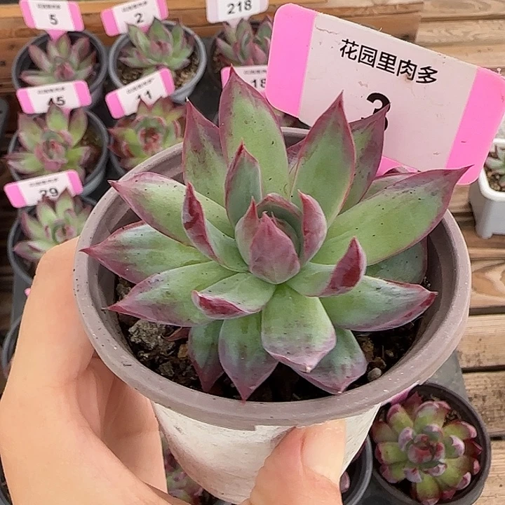 3惊鸿仙子多肉植物