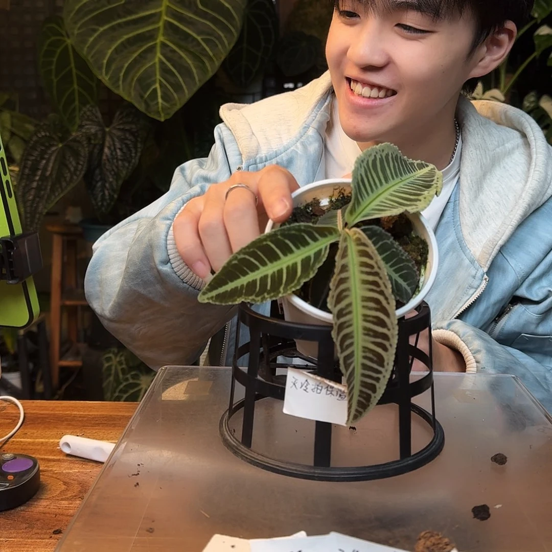 不开花植物K65气泡紫金牛