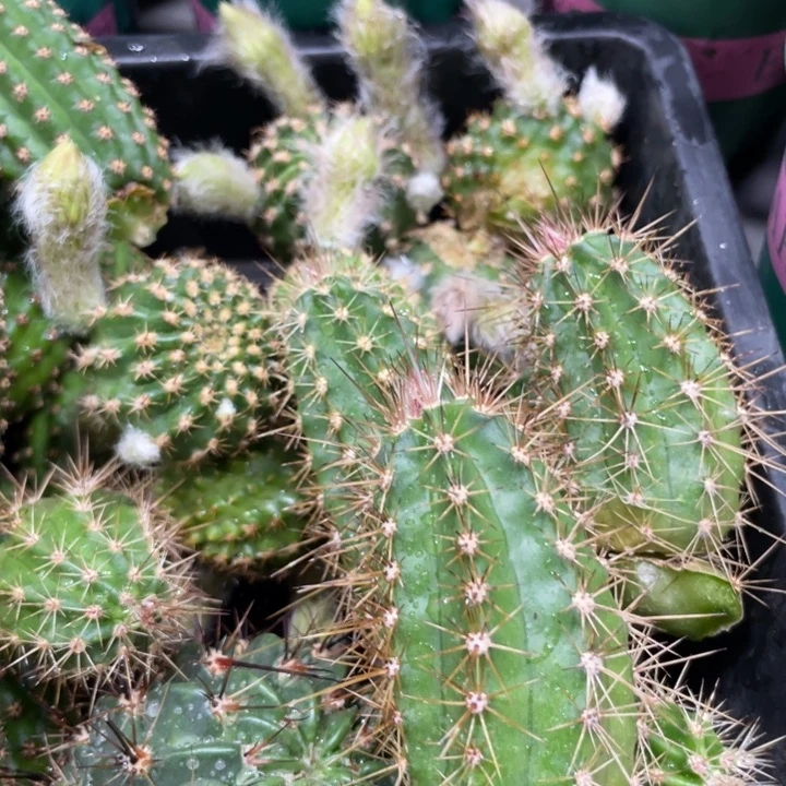 多刺虾进口侧芽一个