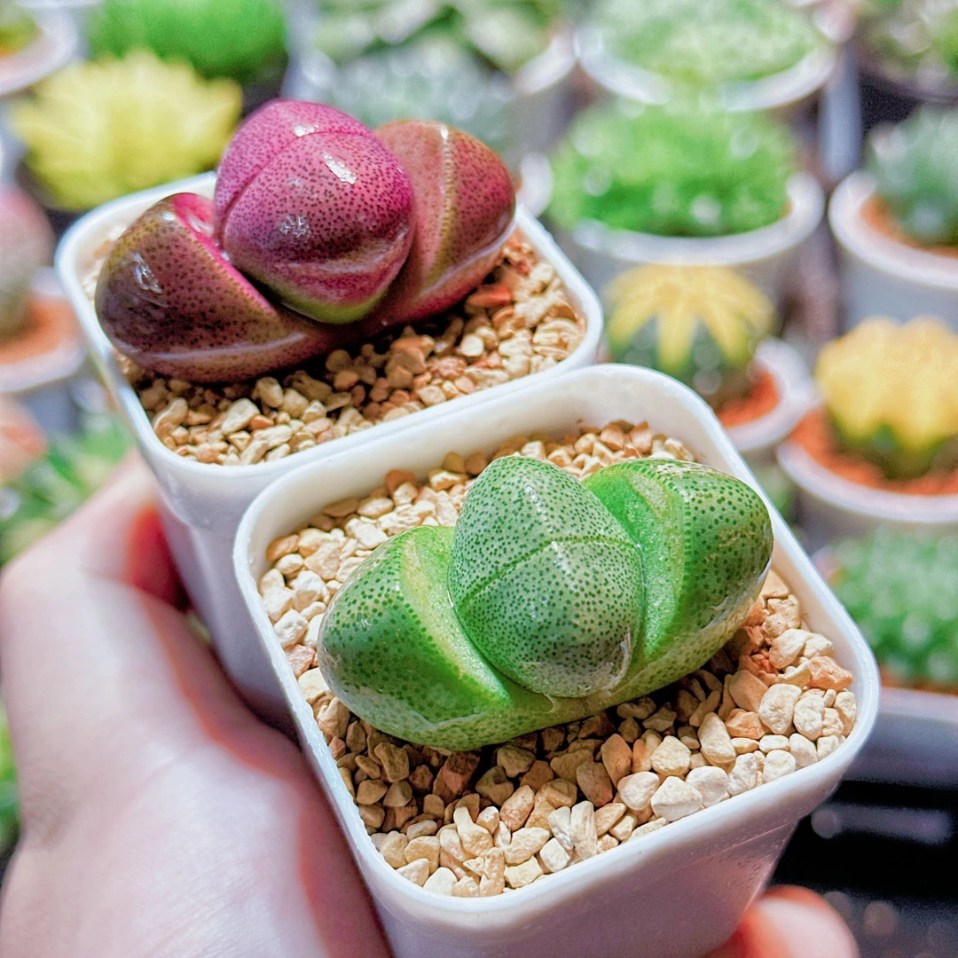 【紫元宝+绿元宝】 白盆种好 (满16包邮）多肉