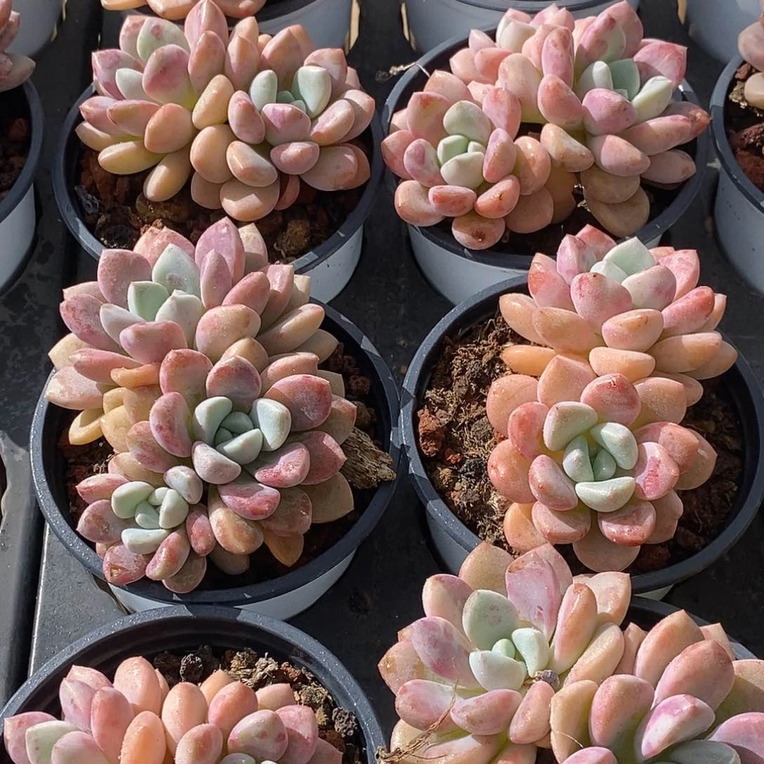 130花瓣露双头，多肉