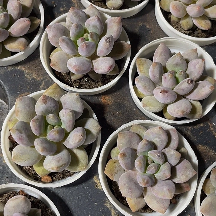 半夏3.8带盆土发货