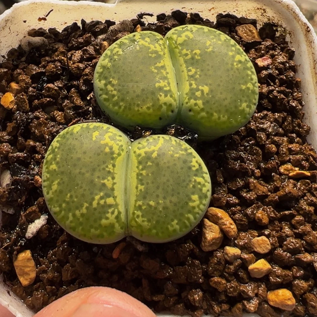 152多肉植物种类和