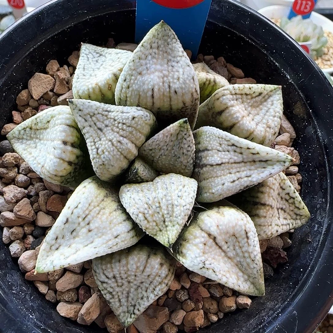 59号大久保白釉实生选拔一物一拍带盆土