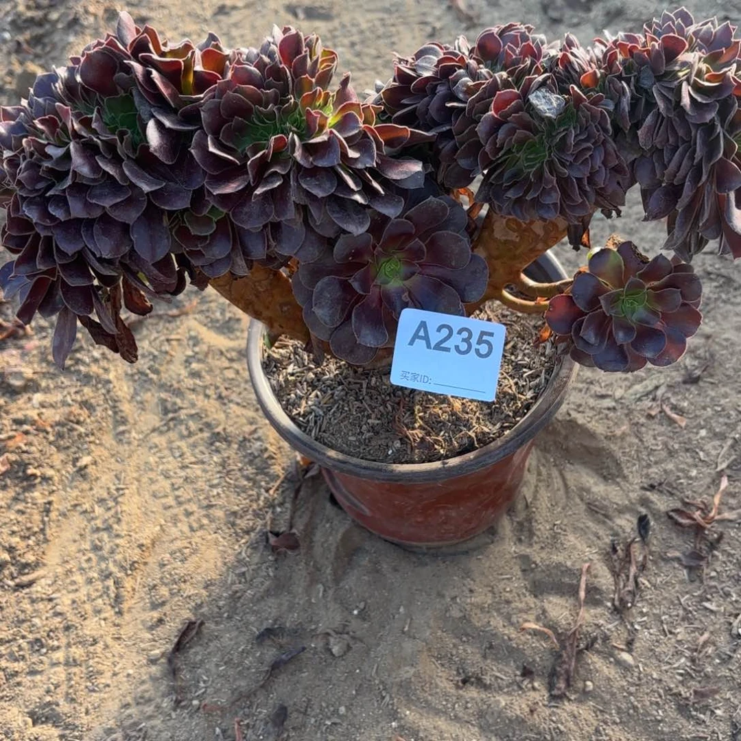 欧紫缀断枝不包235