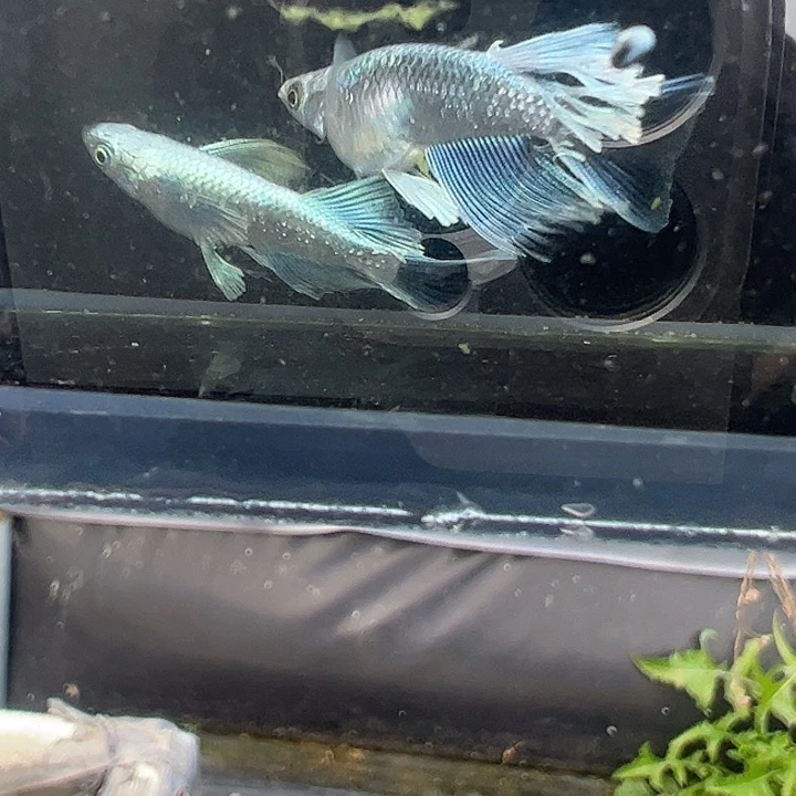 青鳉鱼宽鰭天使之翼1对