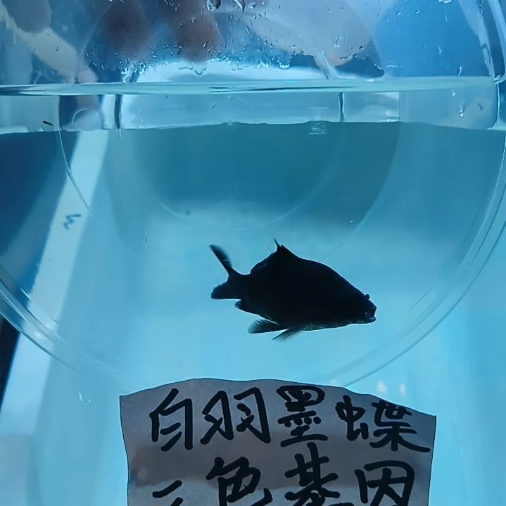 蝴蝶鲤墨蝶大鳍大尾有张力