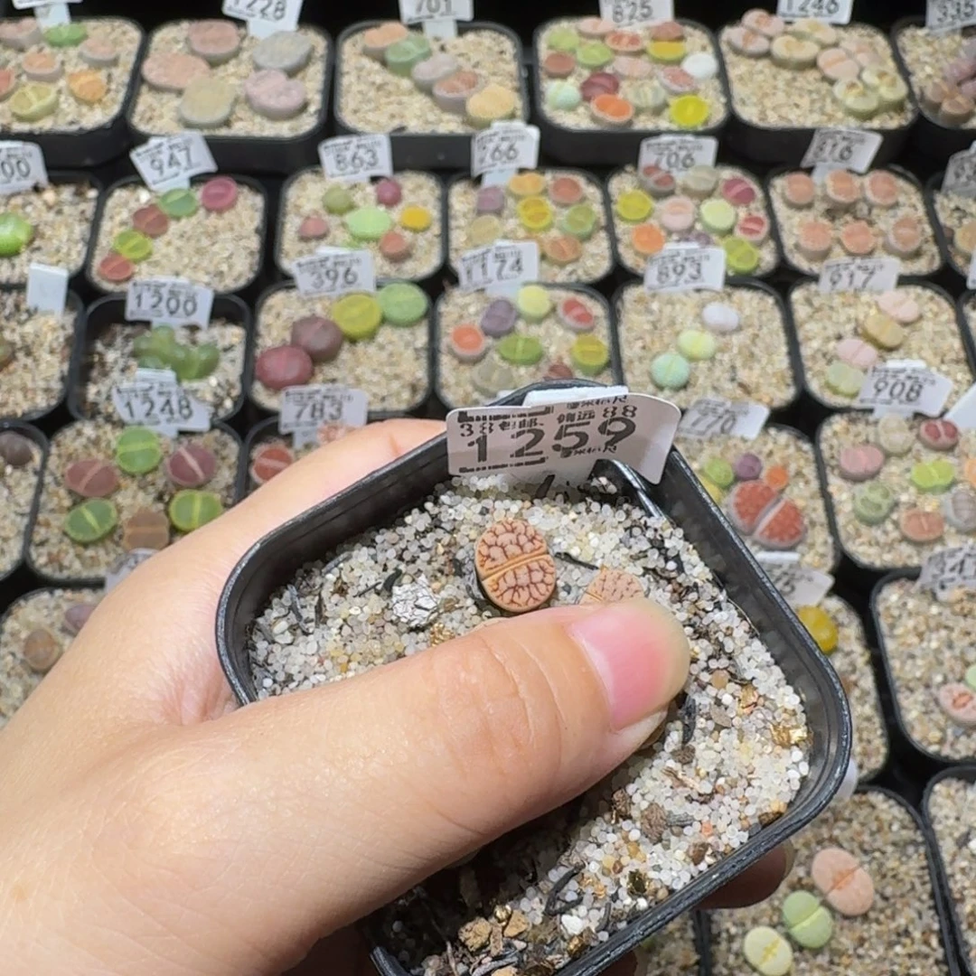 Ssss精品生石花1259
