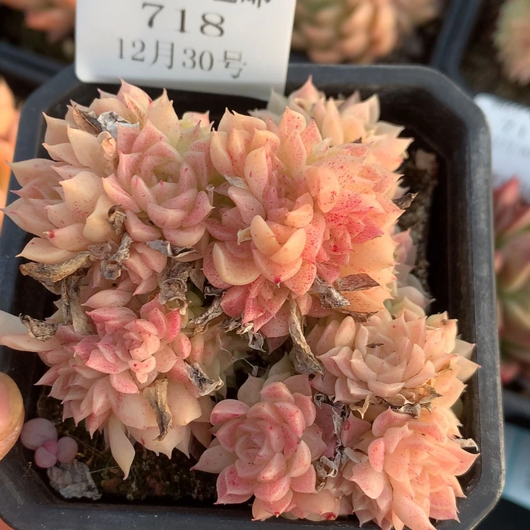 【闪购商品】云718号