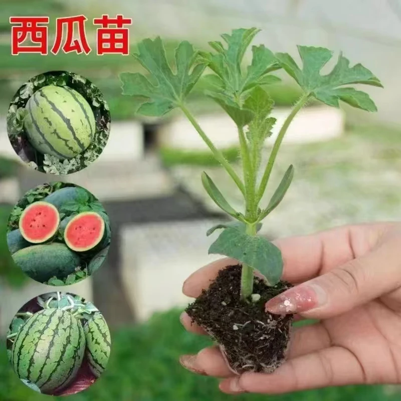 精选高产西瓜瓜秧苗栽盆栽地栽阳台蔬菜种苗