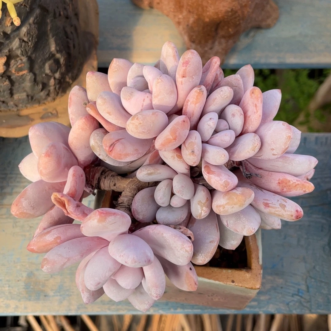 粉兔朵朵缀整装无砍