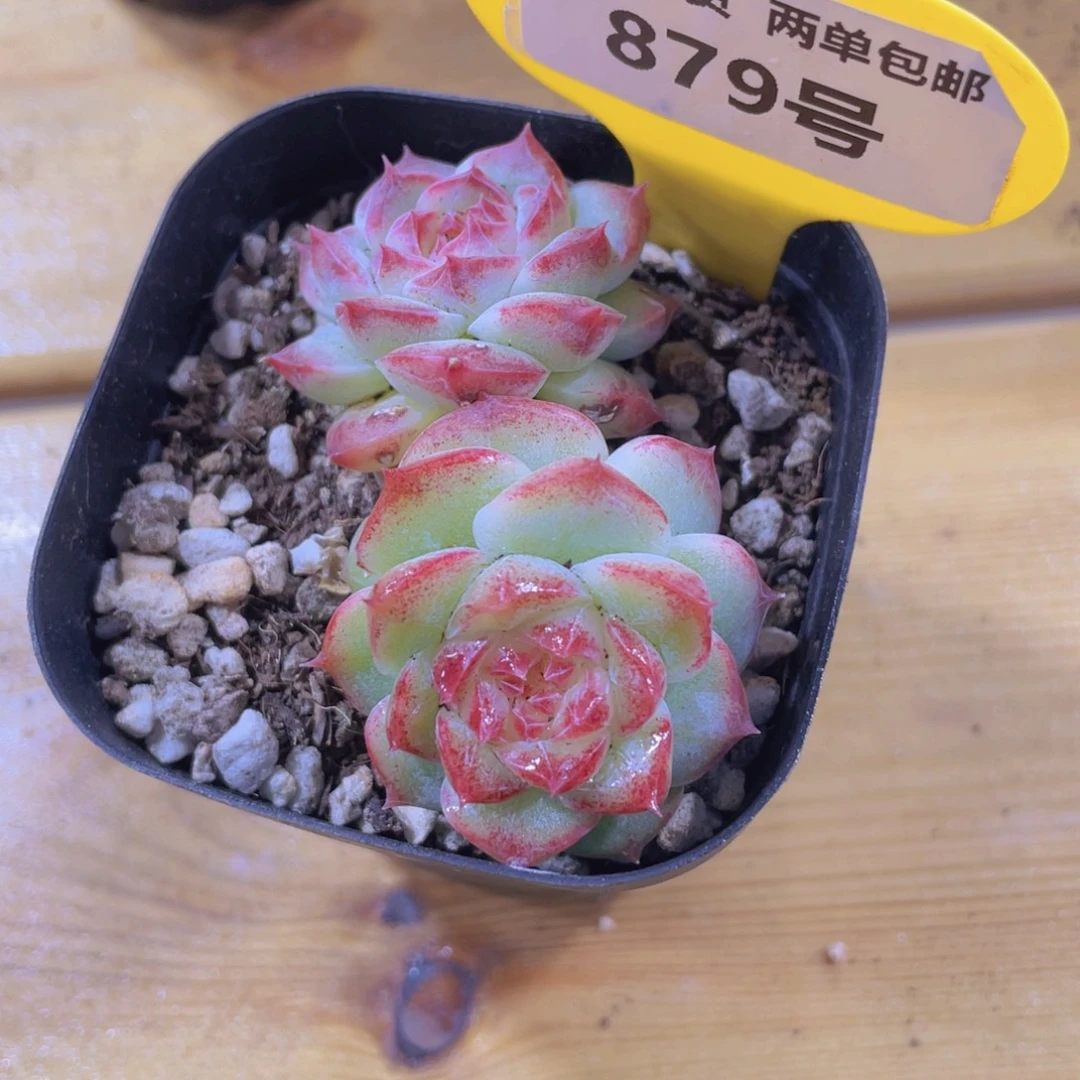 879号 小花珍妮双头