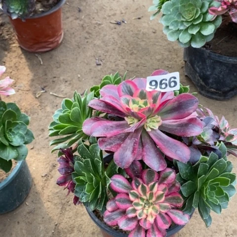 人****啥966嫁接多品种多肉法师