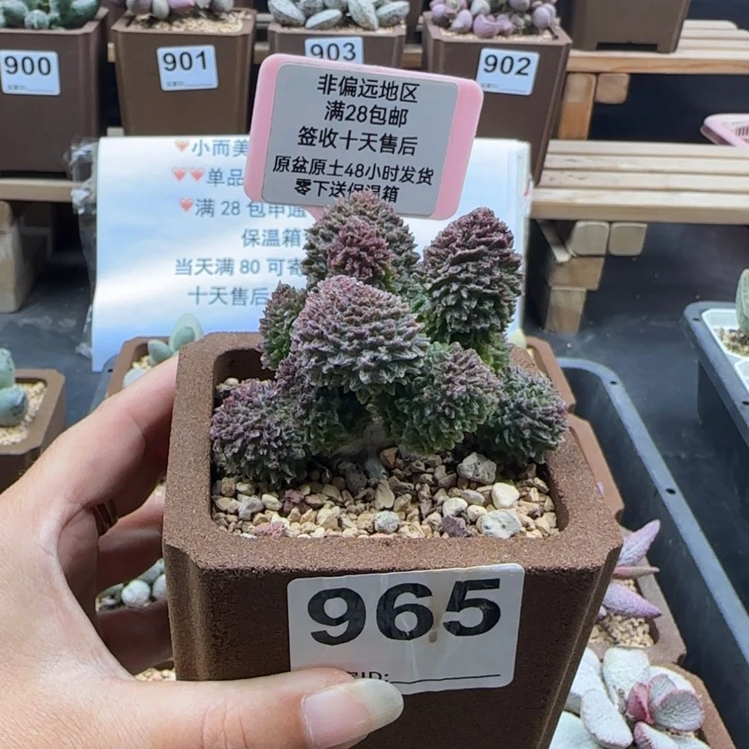 你****婆965红绣球多肉植物