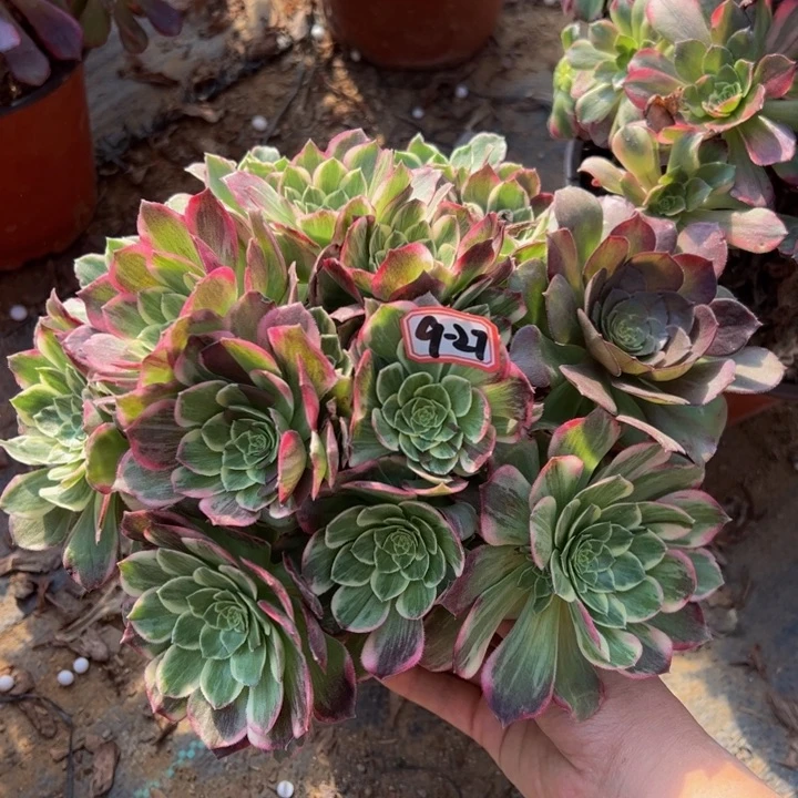 莲花座微瑕多肉植物9-27